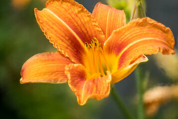 Vibrant Summer Bloom