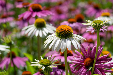 Fototapeta premium Echinacea purpurea purple white coneflowers flowering plants, group of ornamental medicinal hedgehogs flowers in bloom