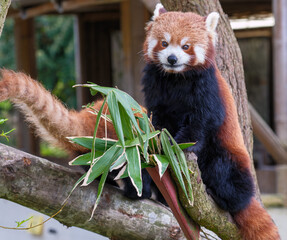 A Curious Red Panda