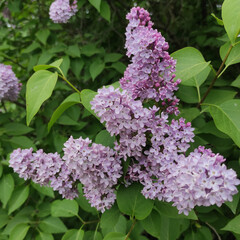 Lilac flowers, syringa vulgaris