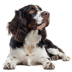 Adorable springer spaniel dog portrait with transparent background