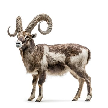 close up of a mountain goat markhor full body side view isolated on white background Ai generated image, Asian markhoor goat.