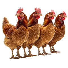 Four brown chickens standing in a row isolated transparent background