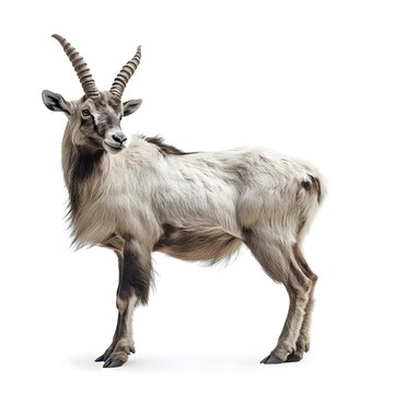 close up of a mountain goat markhor full body side view isolated on white background Ai generated image, Asian markhoor goat.