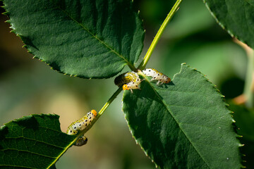 Yellow Caterpillars Eating Rose Leaves