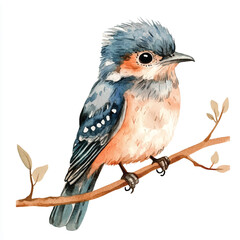 cute Cuckoo watercolor clipart illustration isolated