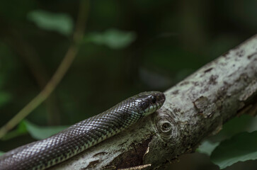 Aesculapian snake on the way 