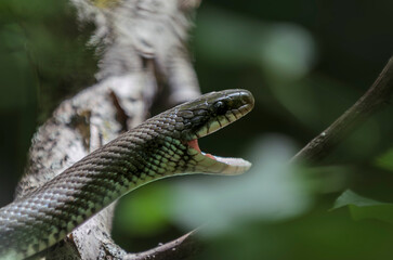 Aesculapian snake at the tree 