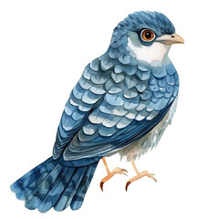 cute Cuckoo watercolor clipart illustration isolated