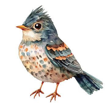 recommend clip art: cute Cuckoo watercolor clipart illustration isolated