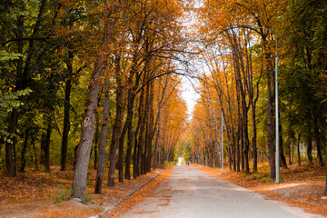 A stunning autumn road covered in golden leaves, surrounded by tall trees with vibrant orange and green foliage. The peaceful path stretches into the distance, creating a serene and picturesque atmosp