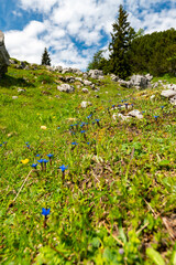 Enzian am Feuerkogel - Nähe Sarsteinhütte -Dachstein Krippenstein am Hallstätter See, Obertraun...
