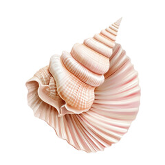 A beautifully detailed seashell with soft pink hues, perfect for coastal and marine-themed designs or educational projects.