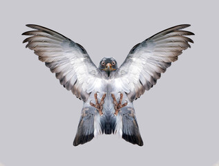 A fictional bird with flapping wings