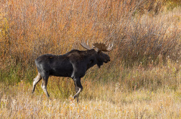 Bull Moose in the Rut in Wyoming in Autumn