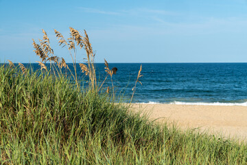 Patch of sea grass or sea oats on the beach - Nags Head North Carolina - Outer Banks