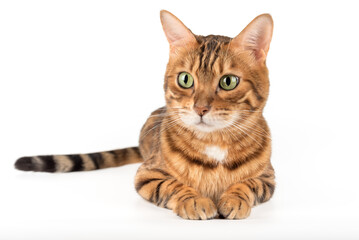 Bengal Cat in a Studio Shoot on a White Background