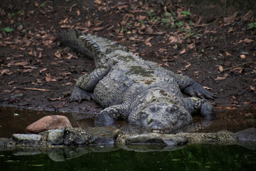 Cocodrilo americano, Costa Rica