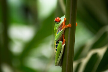 Rana de árbol rojos, Costa Rica