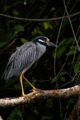 Garza nocturna de corona blanca, Parque Nacional de Tortuguero, Costa Rica