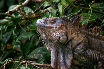 Iguana tropical, Parque Nacional de Tortuguero, Costa Rica