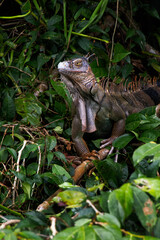 Iguana tropical, Parque Nacional de Tortuguero, Costa Rica