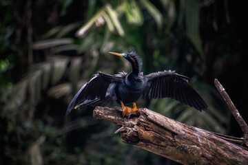 Aninga, Parque Nacional de Tortuguero, Costa Rica