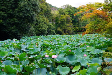 Nelumbo is a genus of aquatic plants with large, showy flowers