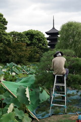 Nelumbo is a genus of aquatic plants with large, showy flowers