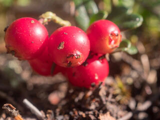 lingonberry close up