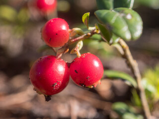 lingonberry with ripe red berries in the forest