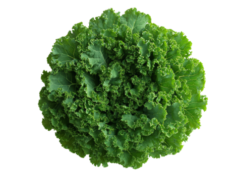 Fresh green curly kale isolated on white background, top view. Healthy, organic vegetable perfect for salads and smoothies.