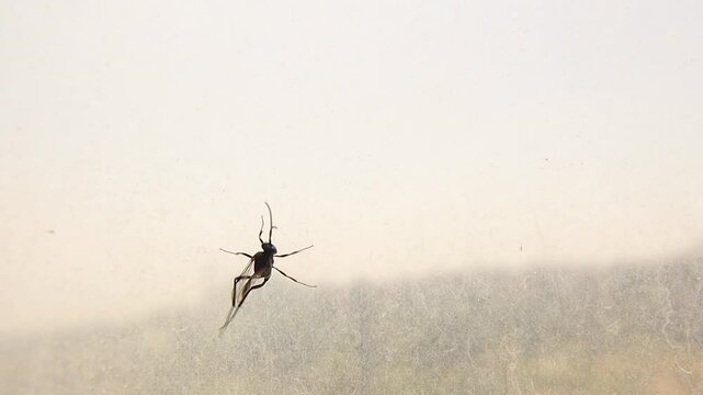 Solitary wasp standing on glass. Stingless wasp. Insects, bugs. Black insect trapped inside a house on a transparent glass window.