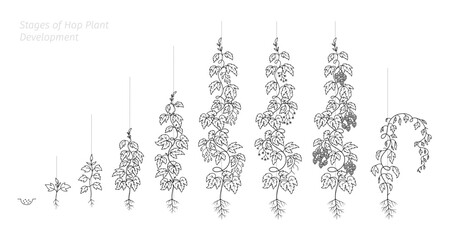 Stages of Hops Growth. The life cycle. Vector editable outline line stroke. © Ilia