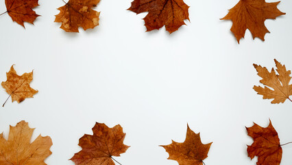 Golden orange autumn leaves of maple tree on white background. Top view. Copy space