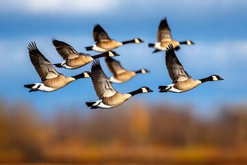 Obraz premium A flock of geese flying in V-formation, honking as they migrate south for the winter, guided by instinct