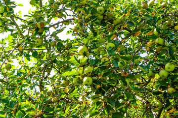 Apples on the tree. Nature grow. Green branch. Farm apple tree leaf