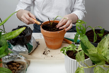 Woman gardeners transplanting plant in pot. Concept of home garden. Taking care of home plants