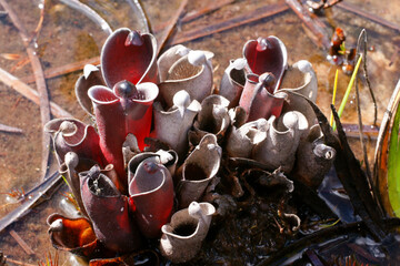 Heliamphora pulchella, the carnivorous beautiful marsh pitcher plant in natural habitat on Amuri Tepui, Venezuela