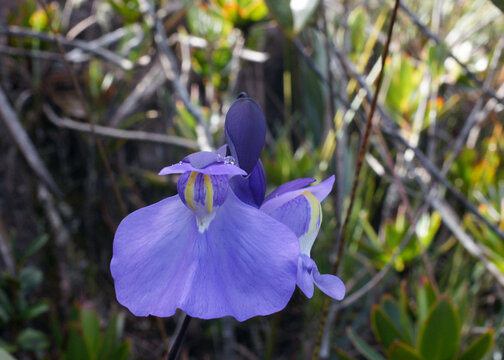 Large flower of Humboldts bladderwort (Utricularia humboldtii), Amuri Tepui, Venezuela