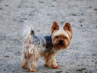 yorkshire terrier portrait