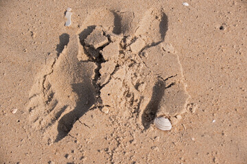 Footprints and Seashells