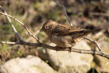 closeup portrait of a sparrow