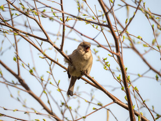 sparrow's spring song