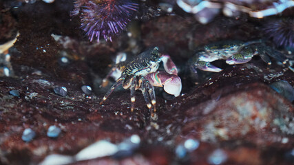 close up of crab