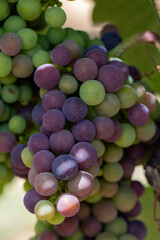 Grape berries initiating colour change from green to purple during veraison 