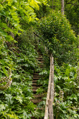 Une ancienne passerelle en bois monte le long d'une colline, le chemin est recouvert de végétation