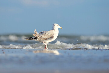 Eine Silbermöwe am Starand am Meer und im Hintergrund wellen und blauer Himmel