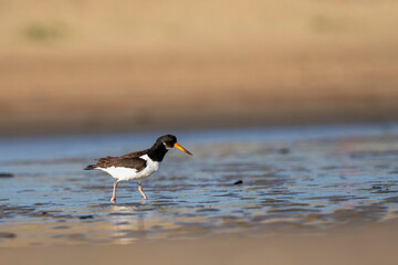 Ein Austernfischer bei der Suche nach Nahrung im Wasser am Meeresstrand