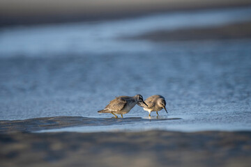 Zwei schnepfenvögel durchsuchen das wasser und strandabschnitt nach Nahrung